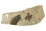 Eocene Floating Fern (Salvinia) Fossil With Fish #257026-1